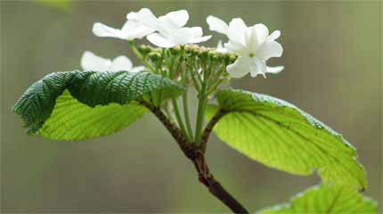 Hopple Bush Flower